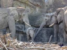 Tiergarten Schönbrunn am 05.03.2026